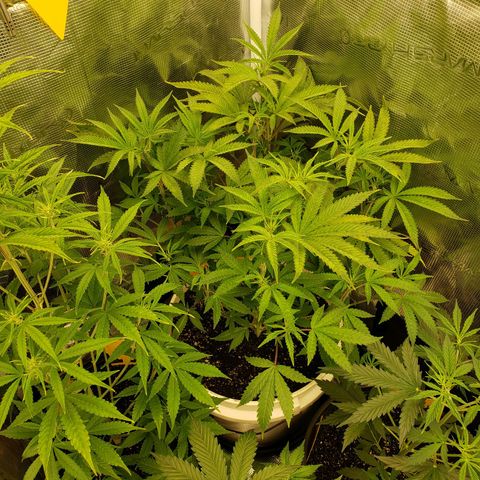 Geloctane  growlog photo: Just feed
