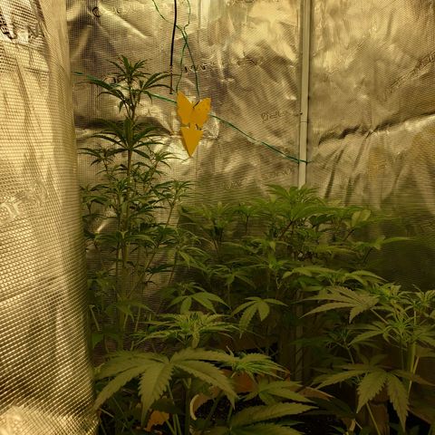 Geloctane  growlog photo: Just feed