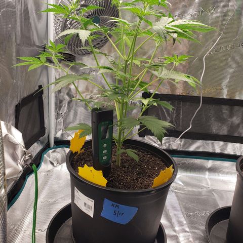 Geloctane  growlog photo: Watered today 