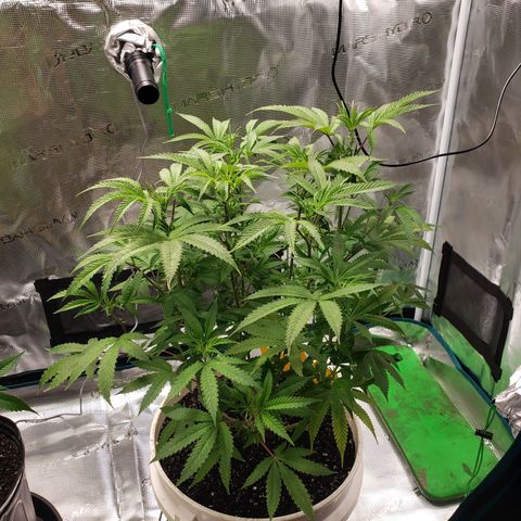 Geloctane  growlog photo: Watered today 