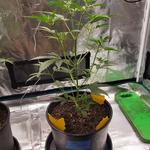 Geloctane  growlog photo: Watered today 
