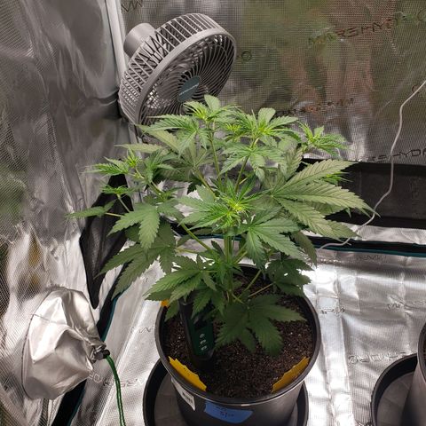 Geloctane  growlog photo: Watered today 