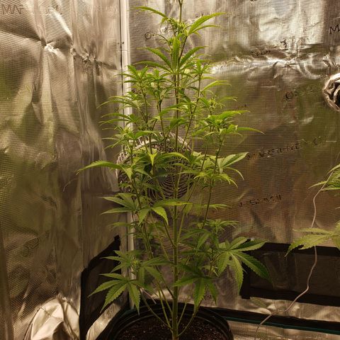 Geloctane  growlog photo: Watered today 