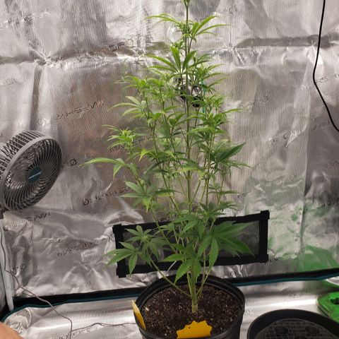 Geloctane  growlog photo: Watered today 