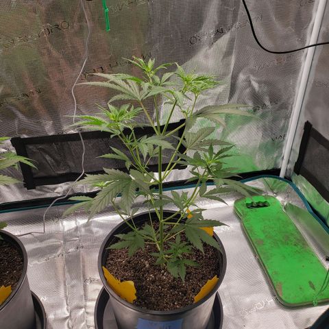 Geloctane  growlog photo: Watered today 