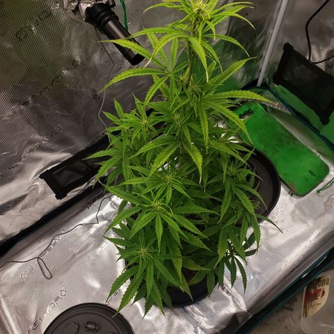 Geloctane  growlog photo: Watered today 
