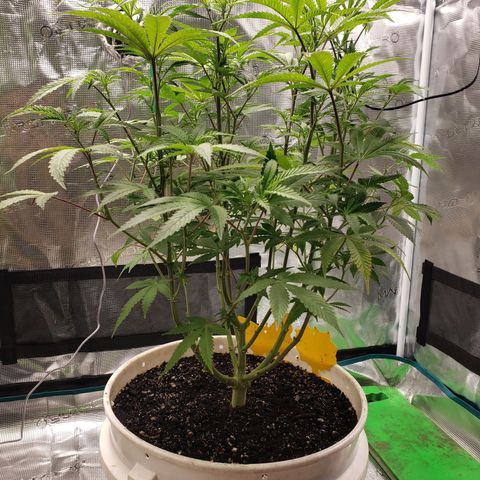 Geloctane  growlog photo: Watered today 