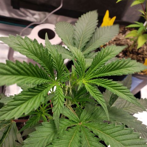 Geloctane  growlog photo: Topped the single gelato includeTopped the single geloctane clone