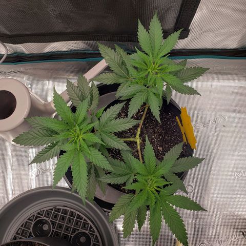 Geloctane  growlog photo: Topped the single gelato includeTopped the single geloctane clone