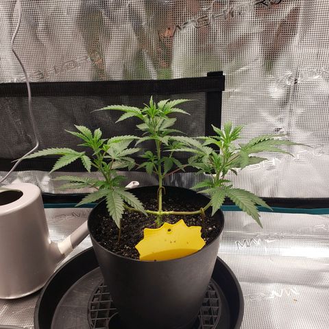 Geloctane  growlog photo: Topped the single gelato includeTopped the single geloctane clone
