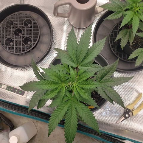 Geloctane  growlog photo: Topped the single gelato includeTopped the single geloctane clone