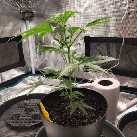 Geloctane  growlog photo: Move some plants in the tent #2 10:00pm