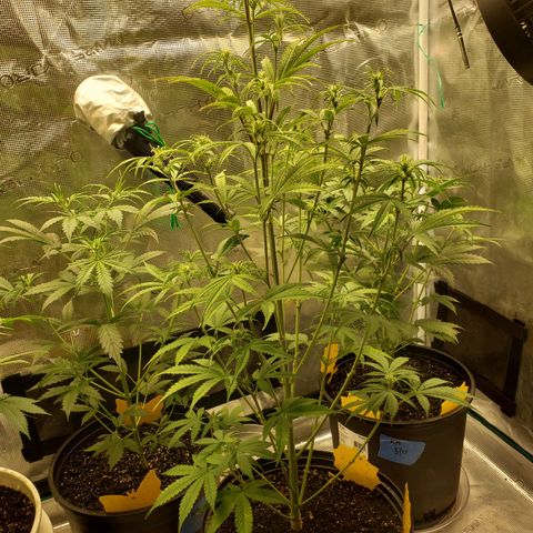 Geloctane  growlog photo: Move some plants in the tent #2 10:00pm