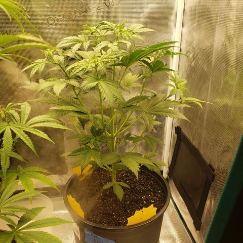 Geloctane  growlog photo: Move some plants in the tent #2 10:00pm
