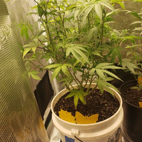 Geloctane  growlog photo: Move some plants in the tent #2 10:00pm