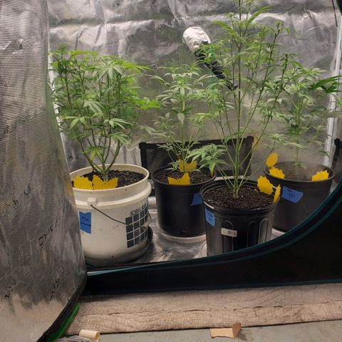 Geloctane  growlog photo: Move some plants in the tent #2 10:00pm