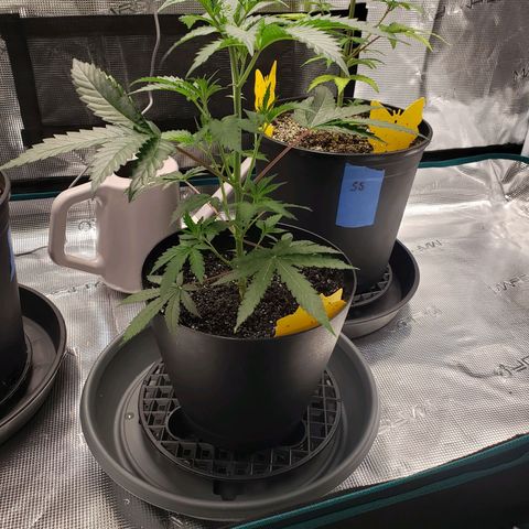 Geloctane  growlog photo: Move some plants in the tent #2 10:00pm