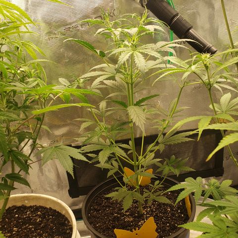 Geloctane  growlog photo: Move some plants in the tent #2 10:00pm
