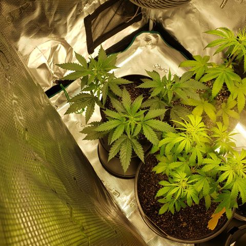 Geloctane  growlog photo: Both tents are up and running 