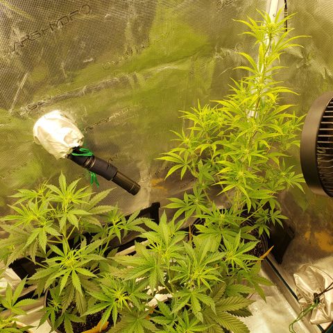 Geloctane  growlog photo: Both tents are up and running 