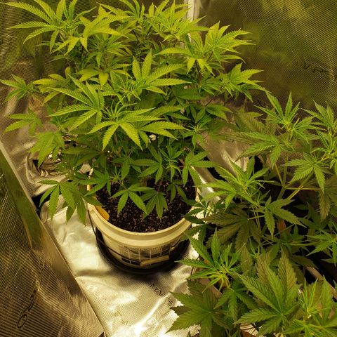 Geloctane  growlog photo: Both tents are up and running 