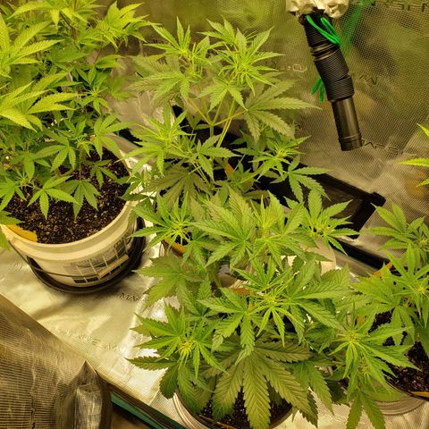 Geloctane  growlog photo: Both tents are up and running 