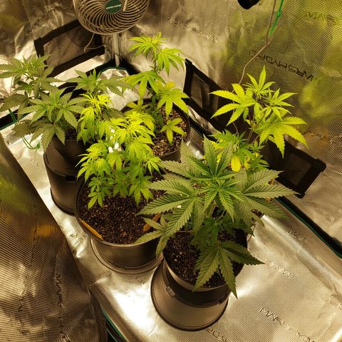 Geloctane  growlog photo: Both tents are up and running 