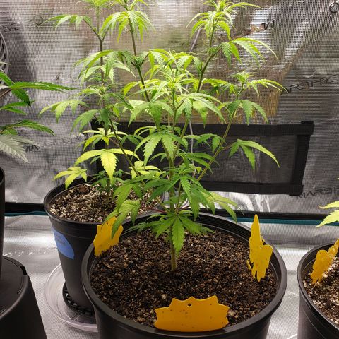 Geloctane  growlog photo: Some of the plants are looking good some of the plants are looking bad 