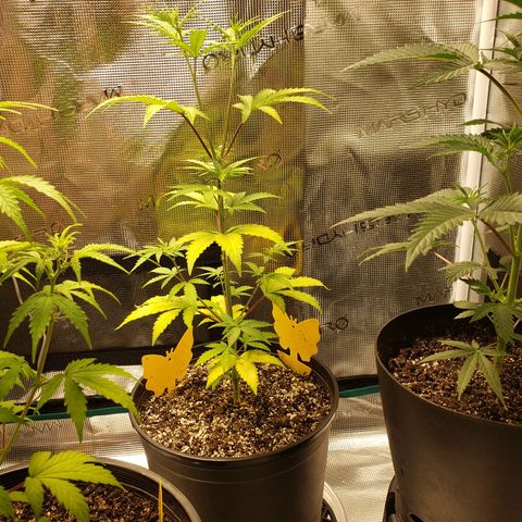 Geloctane  growlog photo: Some of the plants are looking good some of the plants are looking bad 