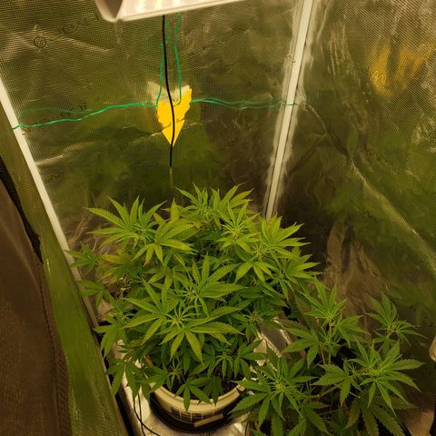 Geloctane  growlog photo: Some of the plants are looking good some of the plants are looking bad 