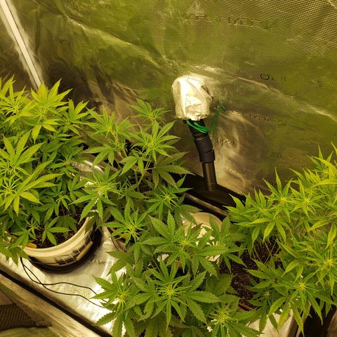 Geloctane  growlog photo: Some of the plants are looking good some of the plants are looking bad 