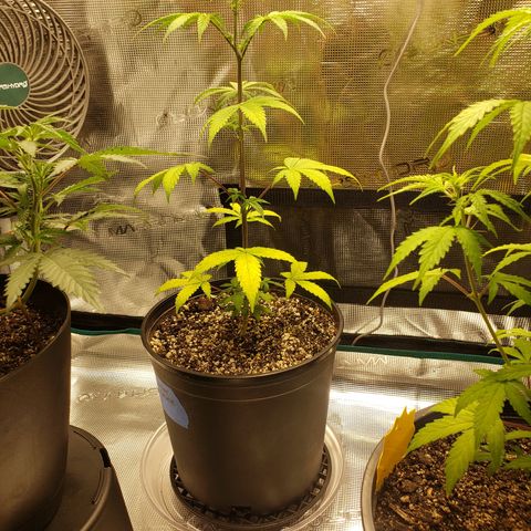 Geloctane  growlog photo: Some of the plants are looking good some of the plants are looking bad 