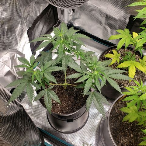 Geloctane  growlog photo: Some of the plants are looking good some of the plants are looking bad 