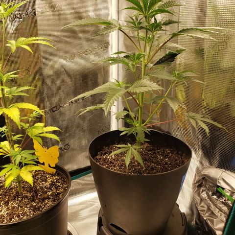 Geloctane  growlog photo: Some of the plants are looking good some of the plants are looking bad 