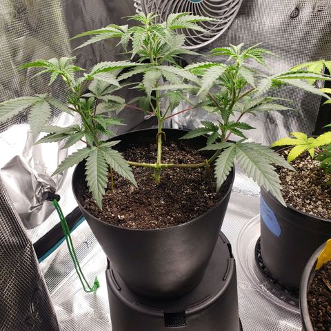 Geloctane  growlog photo: Some of the plants are looking good some of the plants are looking bad 