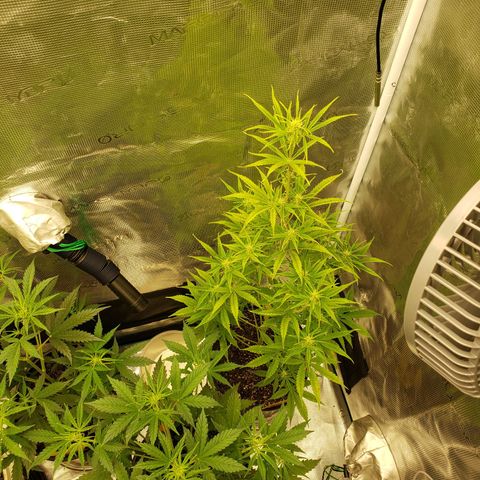 Geloctane  growlog photo: Some of the plants are looking good some of the plants are looking bad 