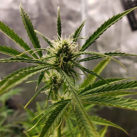 Geloctane  growlog photo: Feed bloom nutrients to geloctane and super skunk 10:00am