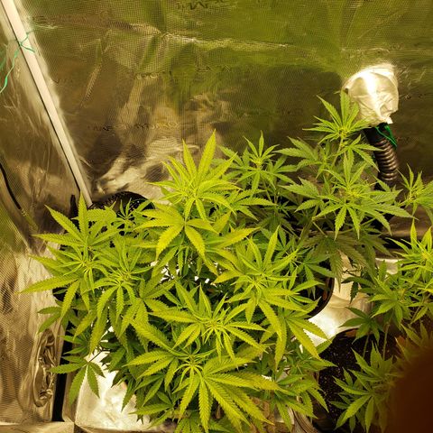 Geloctane  growlog photo: Feed bloom nutrients to geloctane and super skunk 10:00am