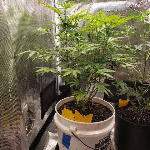 Geloctane  growlog photo: Feed bloom nutrients to geloctane and super skunk 10:00am