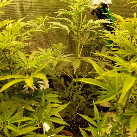 Geloctane  growlog photo: Feed bloom nutrients to geloctane and super skunk 10:00am