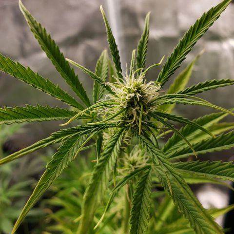 Geloctane  growlog photo: Feed bloom nutrients to geloctane and super skunk 10:00am