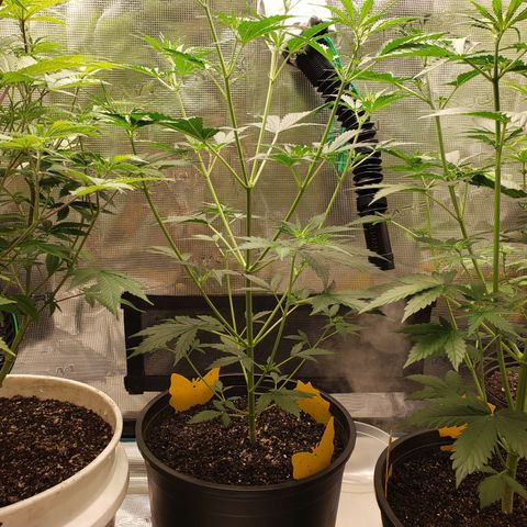 Geloctane  growlog photo: Feed bloom nutrients to geloctane and super skunk 10:00am