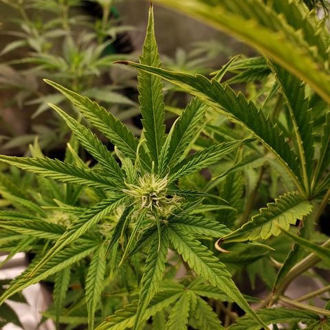 Geloctane  growlog photo: Feed bloom nutrients to geloctane and super skunk 10:00am