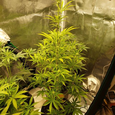 Geloctane  growlog photo: Feed bloom nutrients to geloctane and super skunk 10:00am