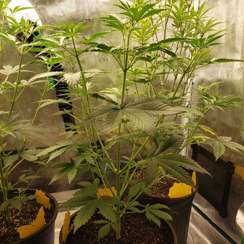 Geloctane  growlog photo: Feed bloom nutrients to geloctane and super skunk 10:00am