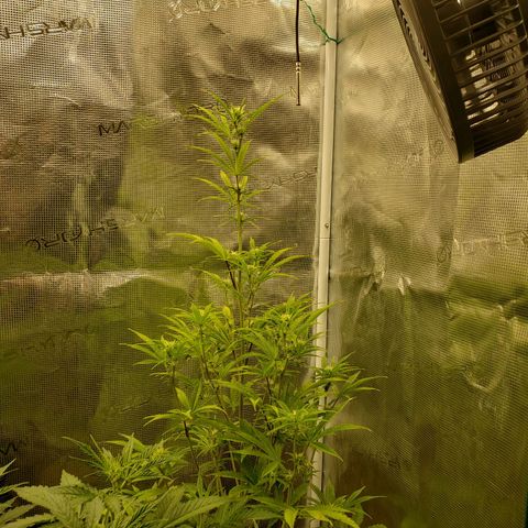 Geloctane  growlog photo: Feed bloom nutrients to geloctane and super skunk 10:00am