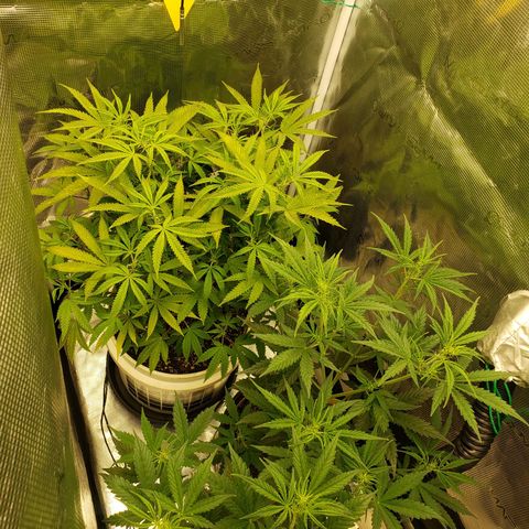 Geloctane  growlog photo: Tent #1 