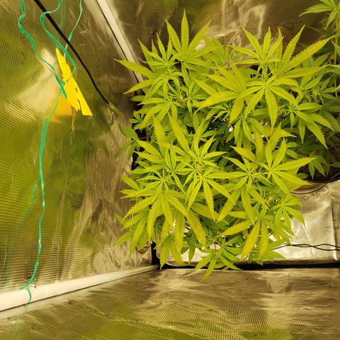 Geloctane  growlog photo: Tent #1 