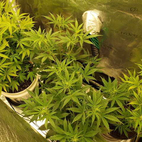 Geloctane  growlog photo: Tent #1 