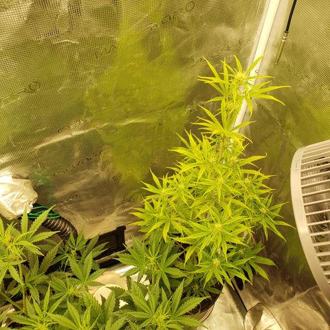 Geloctane  growlog photo: Tent #1 